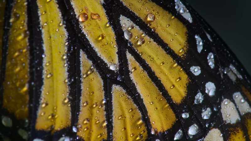 Now, the monarchs must hold out for spring to arrive