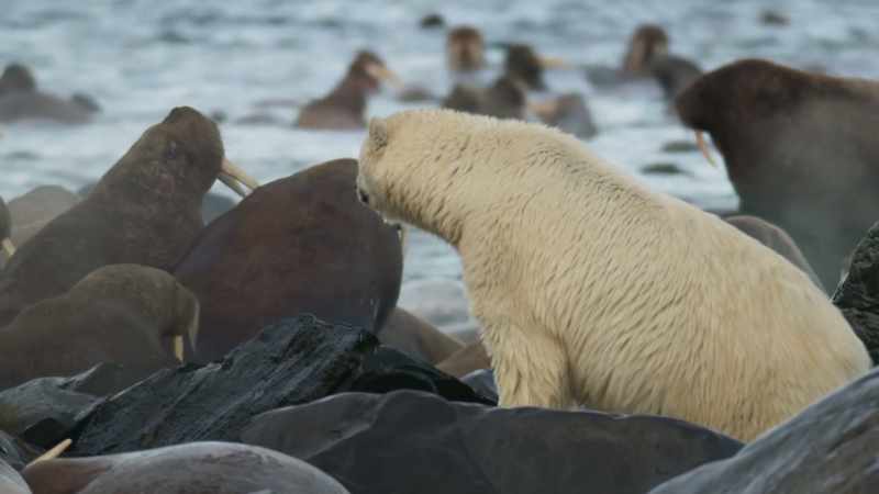Now the polar bears can feed on the carcasses