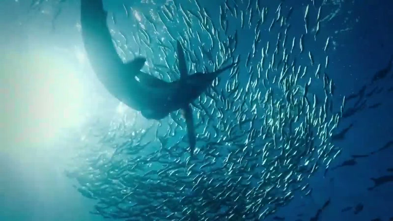 'Now the sardines are trapped
