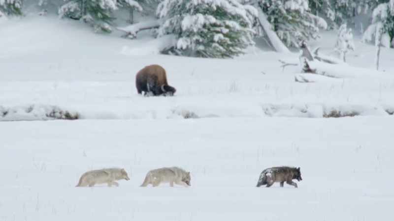 Now that the wapitis have a taste for bison