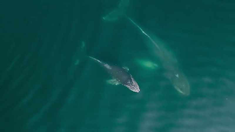 Now the whales can communicate across greater distances without interruption