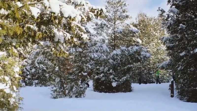 Now these forests will actually yield