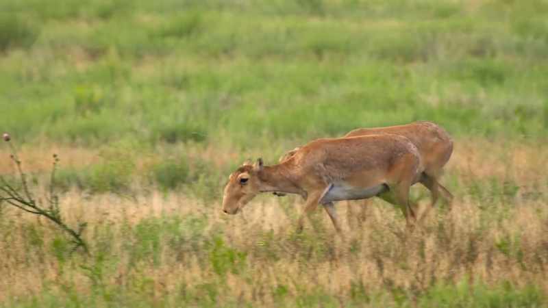Now, they're critically endangered