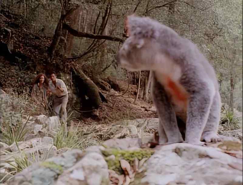 Now that we've found the koala, let's move on to stage two