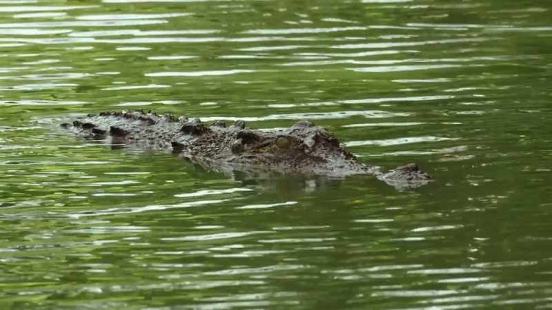 Now we've got a problem where we've got too many crocodiles