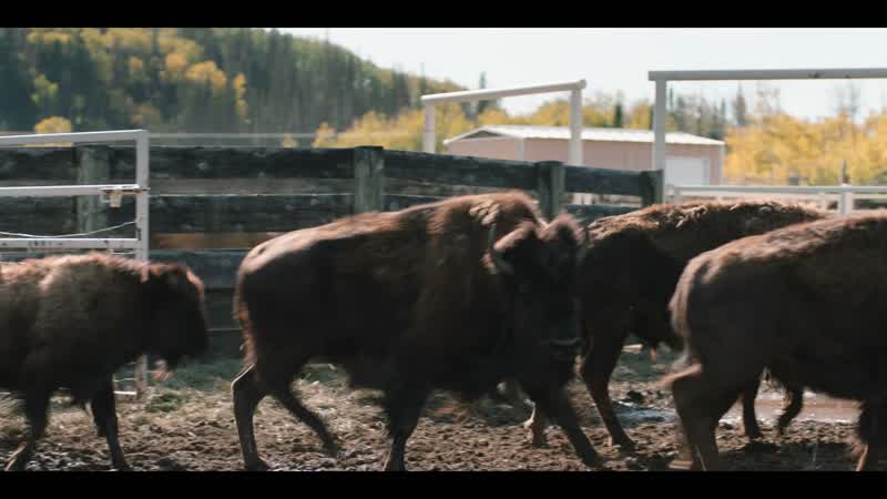 Now, what the hell are we supposed to do with buffalo?
