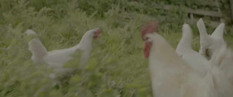 Now, who has ever collected eggs before?