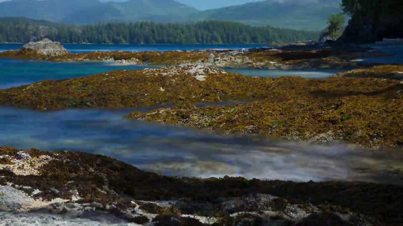 Nowhere else do sea-living creatures face such changeable conditions