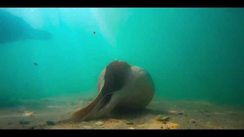 Nowhere else have dolphins been quite so clever