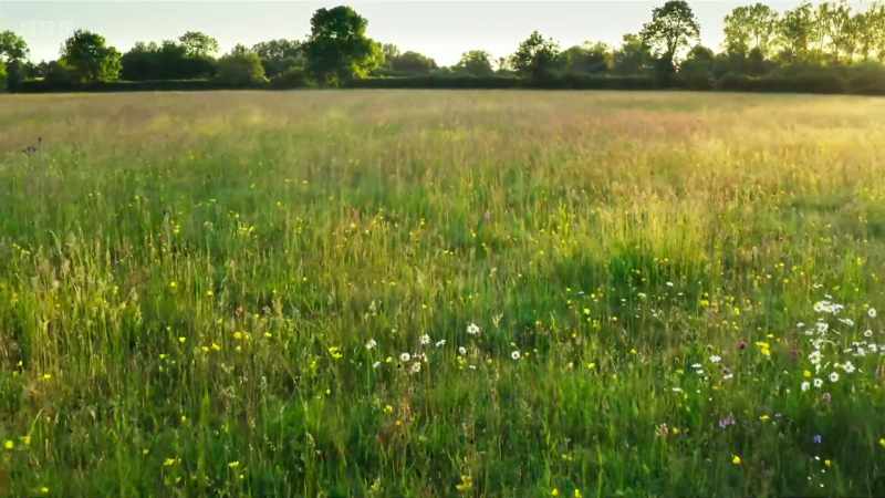 Nowhere here is richer in wild flowers and insect pollinators