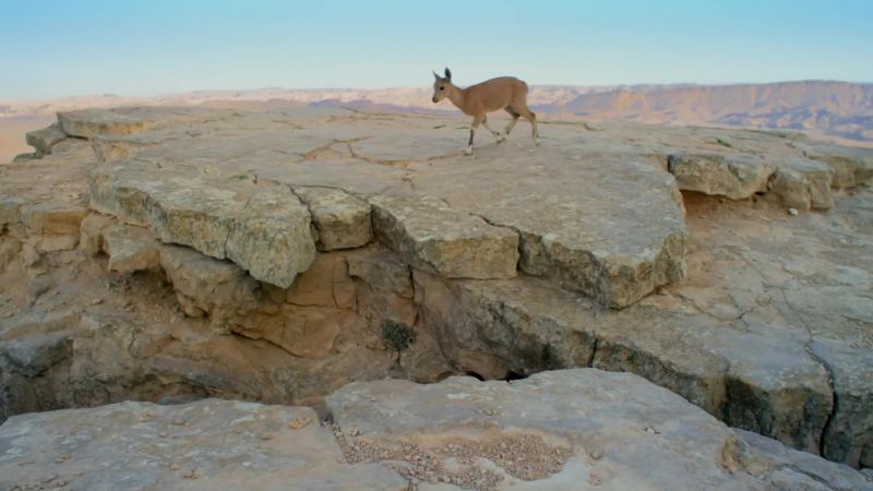 Nubian ibex make their home in the highest