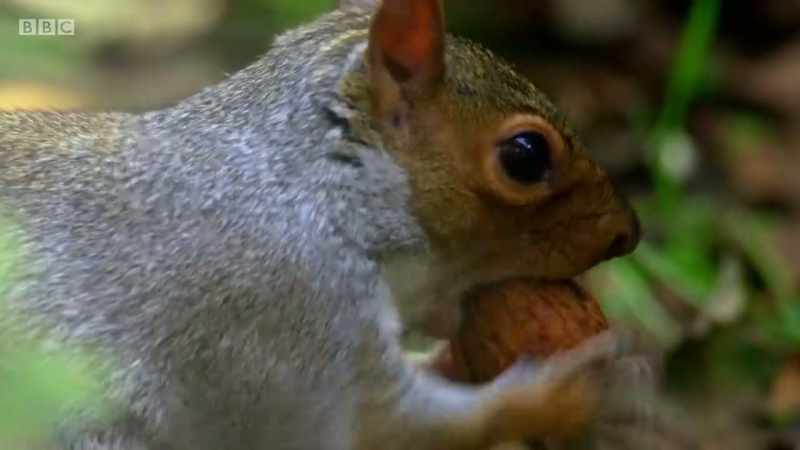 Nuts are definitely worth caching