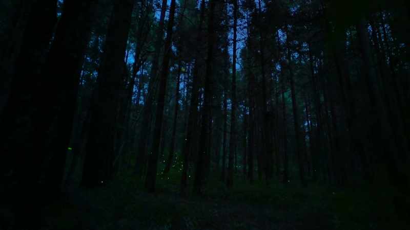Of 2000 firefly species