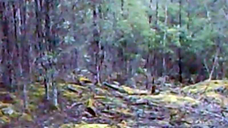 of-a-tasmanian-tiger