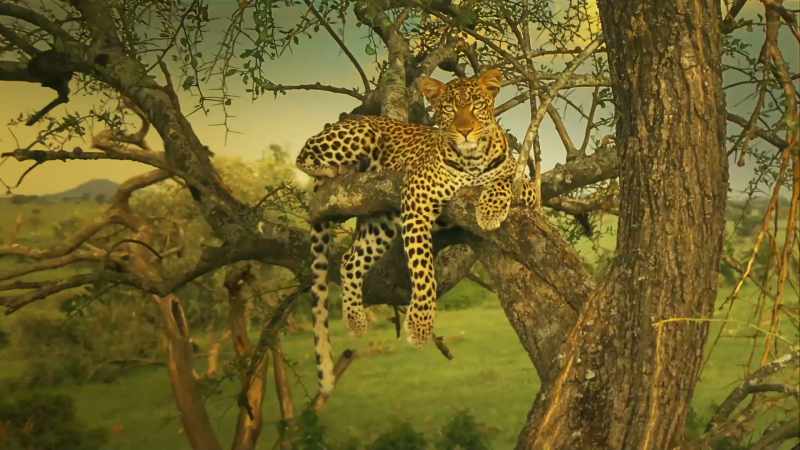 of the place they call Serengeti
