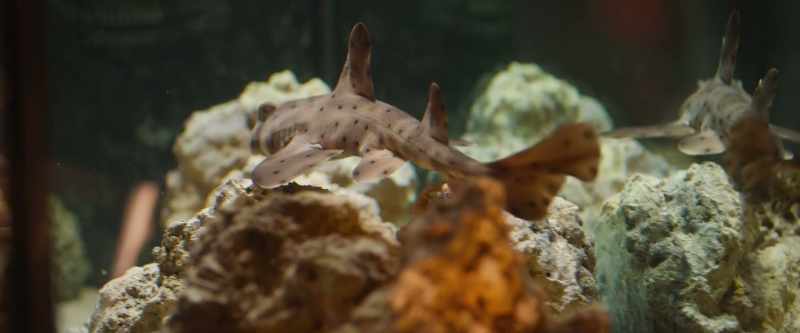 Oh! Are these baby sharks?