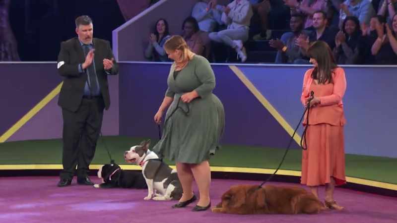 Oh! Capone, the bully mix