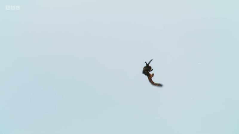 Oh, he caught it by its tail and then claws at the goose