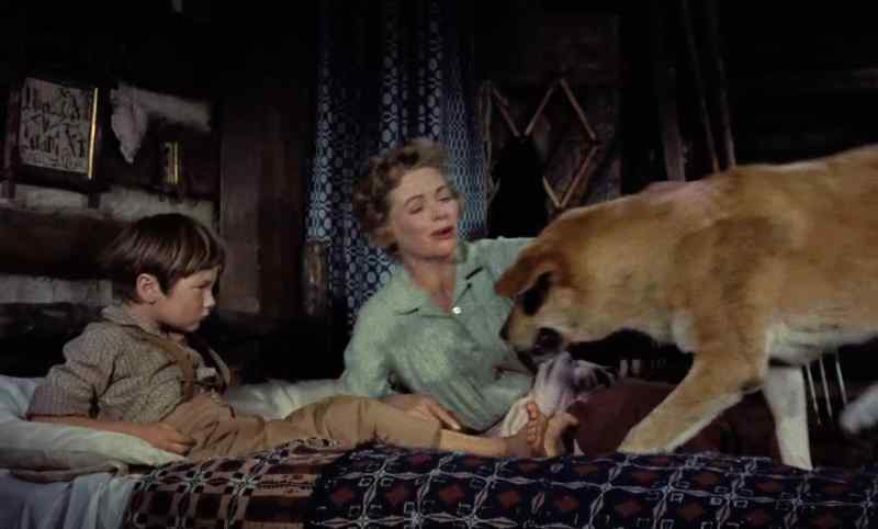 Oh, you crazy, wonderful dog!