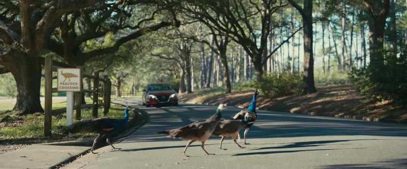 Oh, my God! It's Sergeant Feathers and his family!
