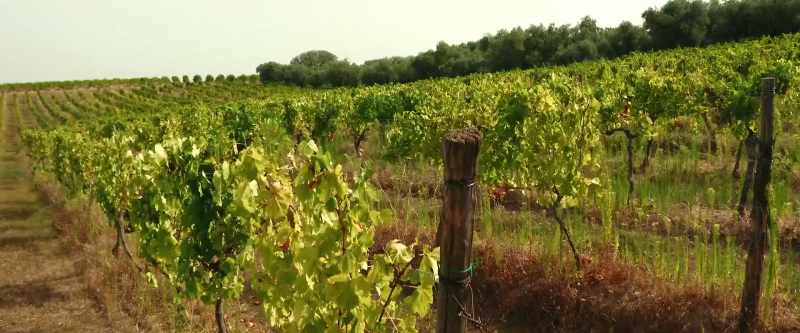 Oh, my God! - We are at a winery