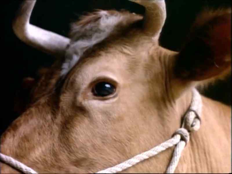 Oh good morning. Milking a cow, right?