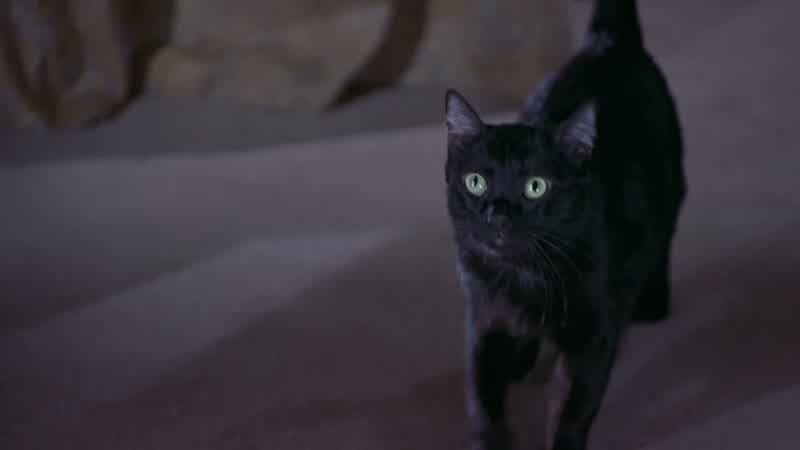 Oh, hey, kitty, kitty