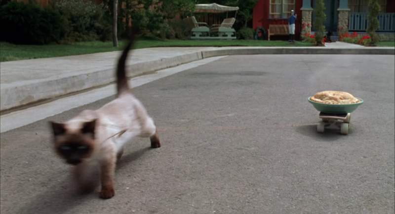 Oh I hate this fat cat