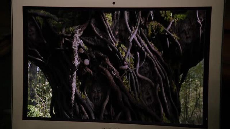 Oh, I know about this kind of tree