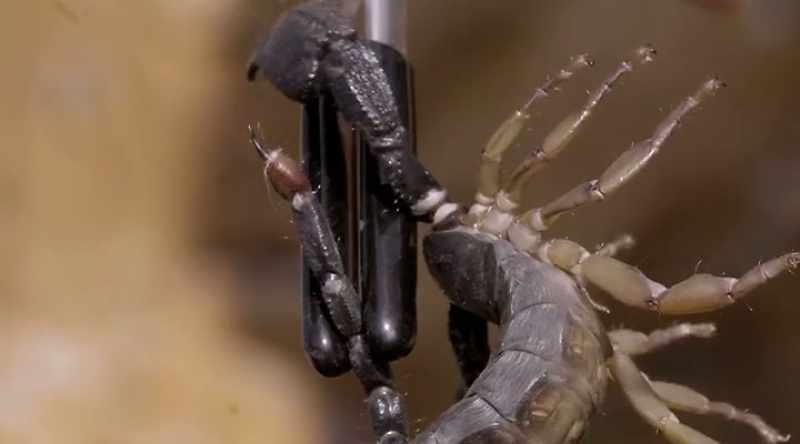 Oh, look at the stinger on it