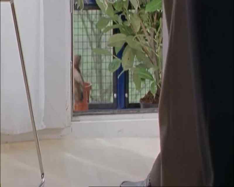 Oh, look it's a cat flap