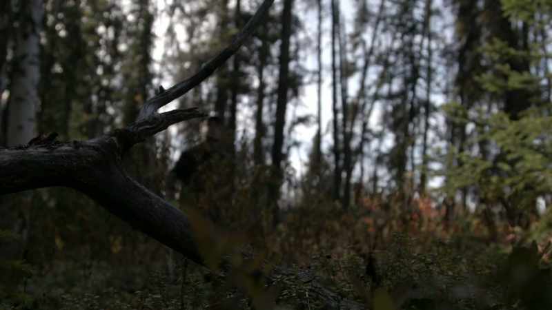 Oh, there's a good dead tree