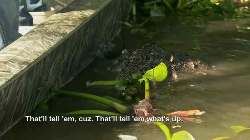 Oh, this thing about to whup our ass