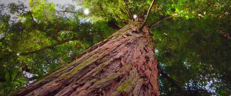 Oh, wow. Look at these beautiful trees