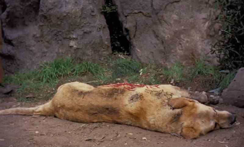 Oh, Yeller