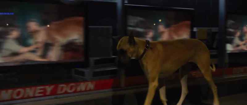 Oh! You crazy, wonderful dog