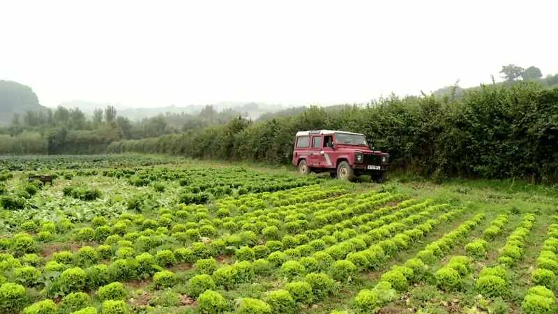 OK, so, we're going to jump out and look at some lettuces. - Great