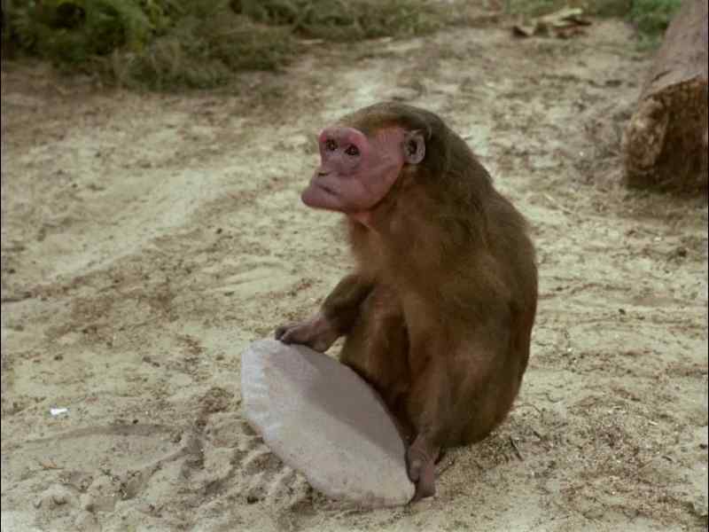 OKAY, GIVE ME THE PLATE