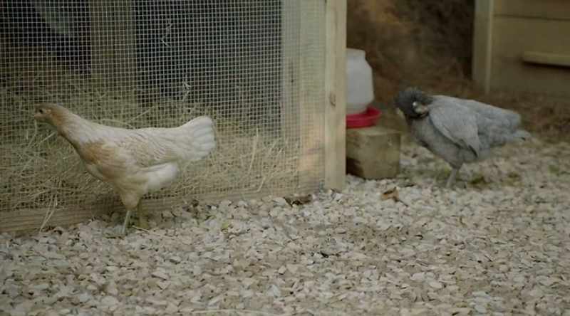 Okay, I'm going in the coop Okay