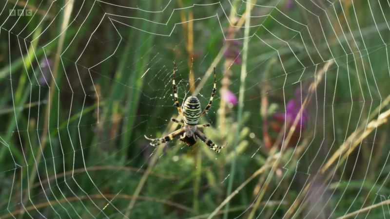 On a heathland in Dorset