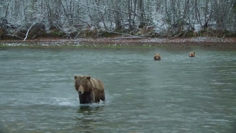 'On average, only one in two cubs survives the first year