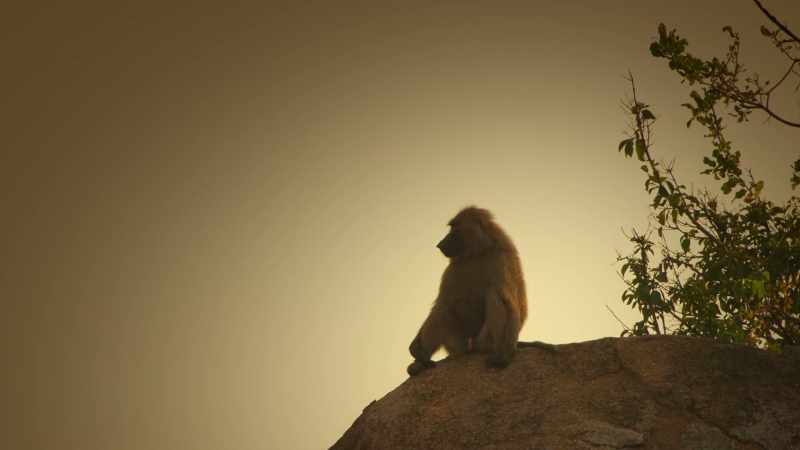 On Baboon Rock