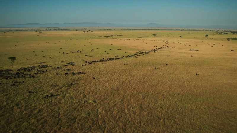 On distant plains, this timeless journey has begun