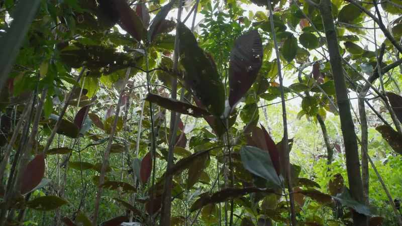 On level ground, a single dedicated team can keep Miconia in check