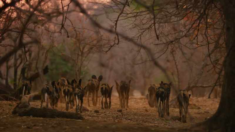 On moonless nights, the pack would normally rest up