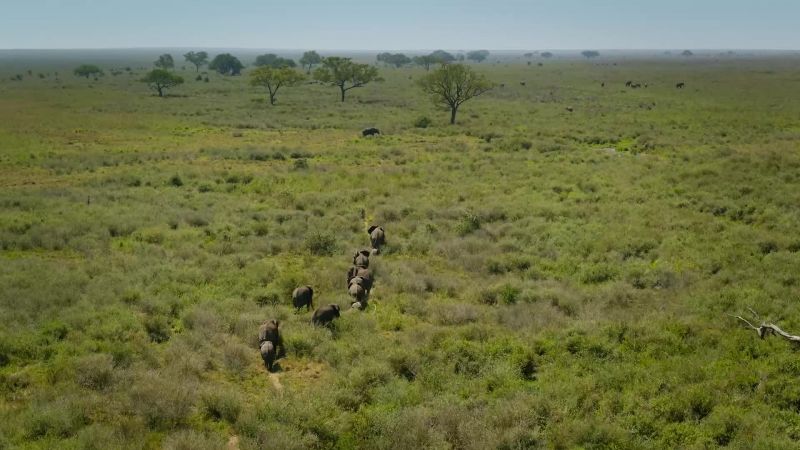 On the African savanna