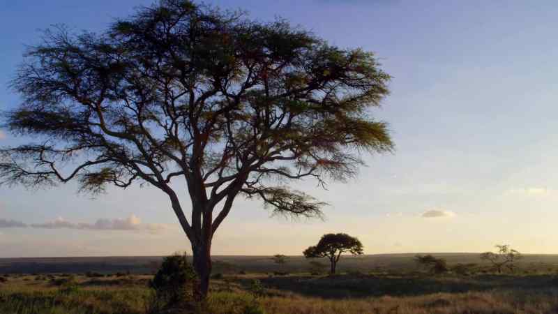 On the African savannah