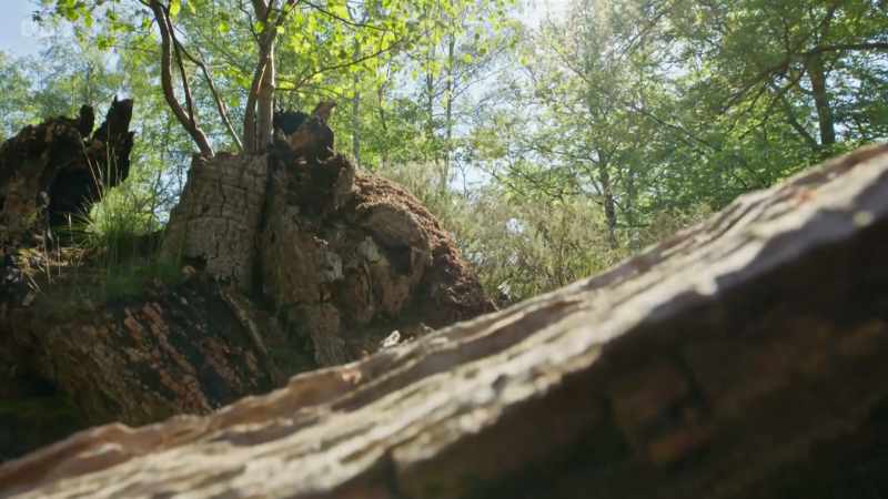 On the forest floor, a huge mound