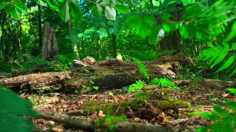 On the forest floor, the jumping mouse is beginning to stir