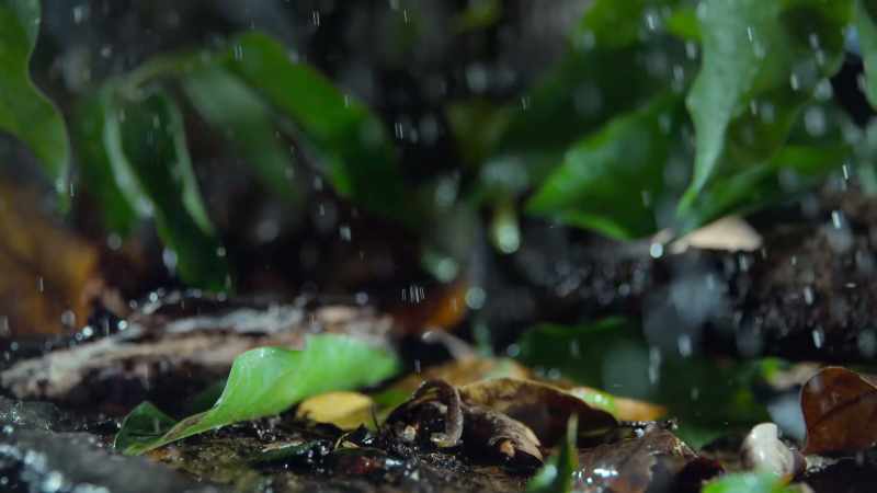 On the forest floor, the runoff becomes a tidal wave